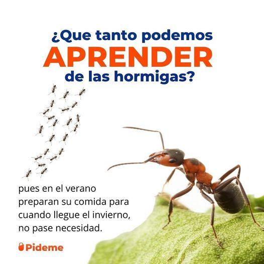 pideme_co's tweet photo. Hay que tener siempre la mente abierta y buscar nuevas formas de mejorar. Aprender es la clave.

#mensajemotivador #motivacion #hormigas #megustapormegusta #hormigas #pideme #frasesmotivadoras #cartagena #cosasquedebessaber https://t.co/XVDhhFrVBm
