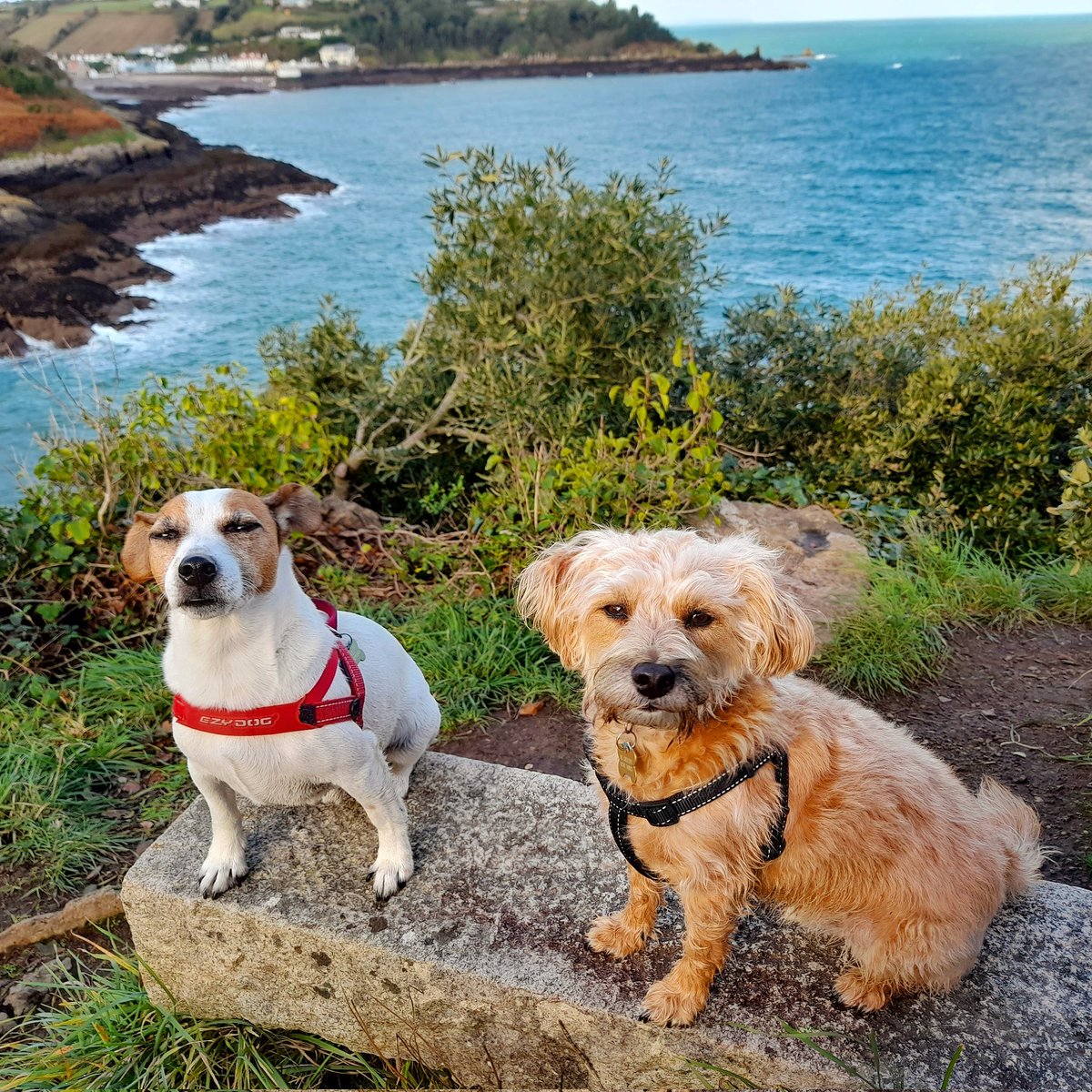 Double trouble on the cliffpaths today 😂😂 grand day for it. @MiloShropshire @VisitJerseyCI @EzyDogUK @TheOnlyGuru hope your all doing well. #terriers #thursdayvibes #NoBonesDay