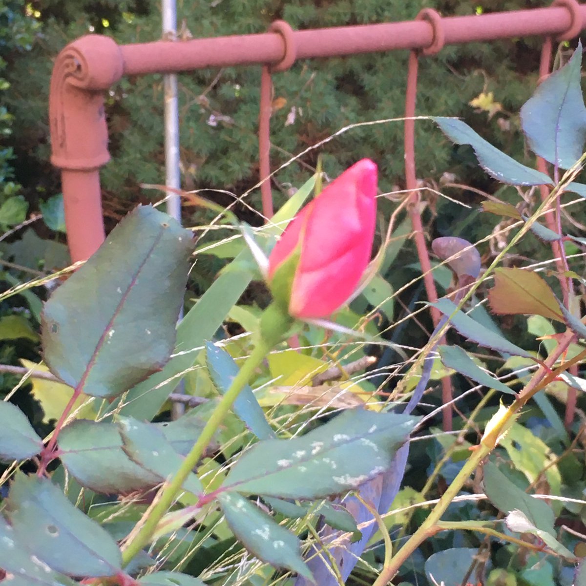 johnleesandiego's tweet image. One of the last roses on my garden in Nutley NJ #ExposeNJ
