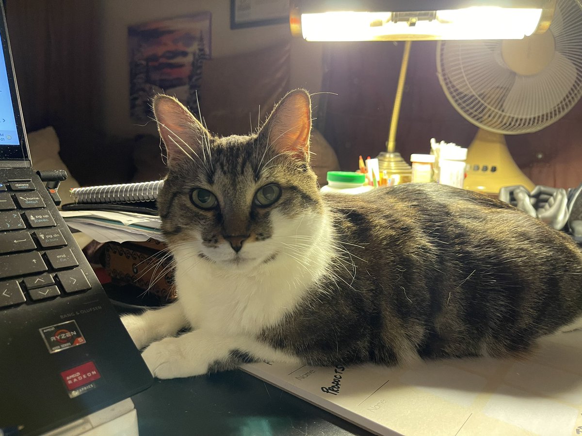 bravestages's tweet photo. Workin hard or hardly workin? #robcat #CatsOnTwitter #fun https://t.co/LQ4jGSjCUh