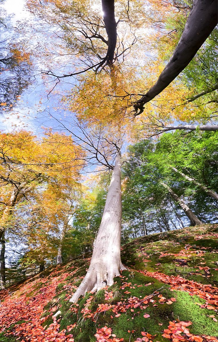 Sharon Cuatriz tweet media