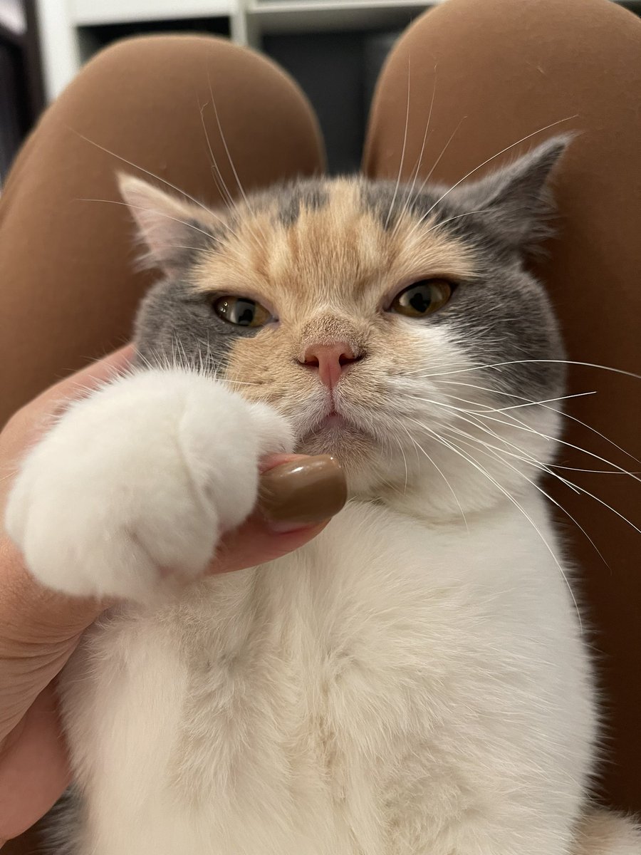 หนวดสวนแรงโน้มถ่วง