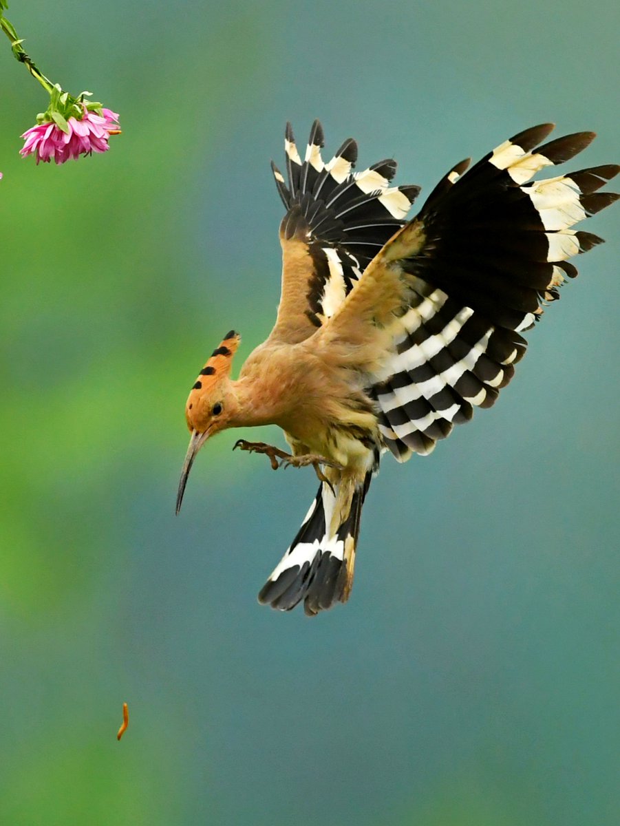 linjianyangbe's tweet photo. Eurasian Hoopoe, spotted in east China's #Shandong province.
by 玛雅

#BirdsSeenIn2021 #野鳥 #China
#MoreBirdsLessPolitics #birds
#birdwatching #photography  
#TwitterNatureCommunity @avibase https://t.co/wdwKS02jMd