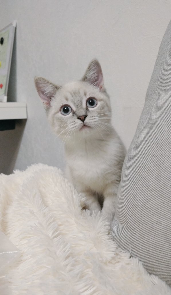 Rita_Mim_'s tweet photo. #коточетверг
Пацан серьёзен, почти взрослый, только размером маленький ещё)) https://t.co/rwnYrn7608