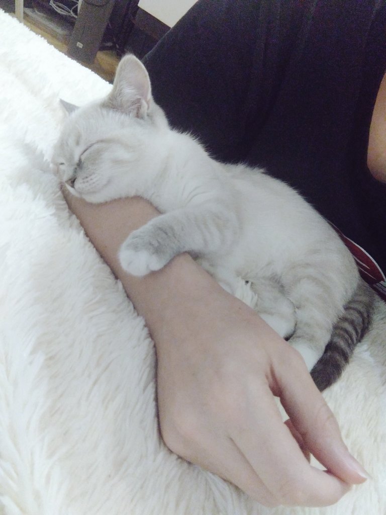Rita_Mim_'s tweet photo. #коточетверг
Пацан серьёзен, почти взрослый, только размером маленький ещё)) https://t.co/rwnYrn7608