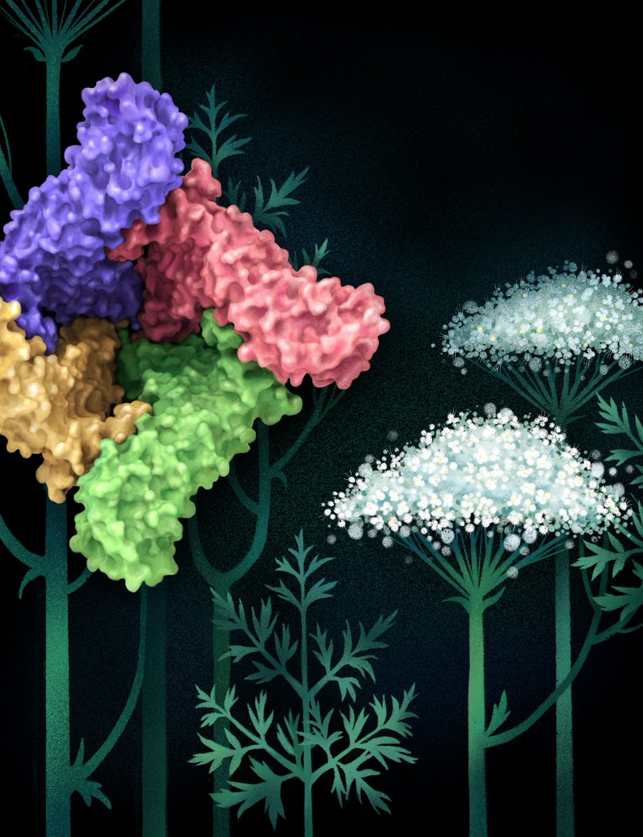 AlexanderSobol6's tweet image. Today published in issue of EMBO Reports: Structural mechanism of TRPV3 channel inhibition by the plant‐derived coumarin osthole embopress.org/doi/full/10.15… 
@kirillnadezhdi2 @arthurCantab @EZakharian sobolevskylab.org