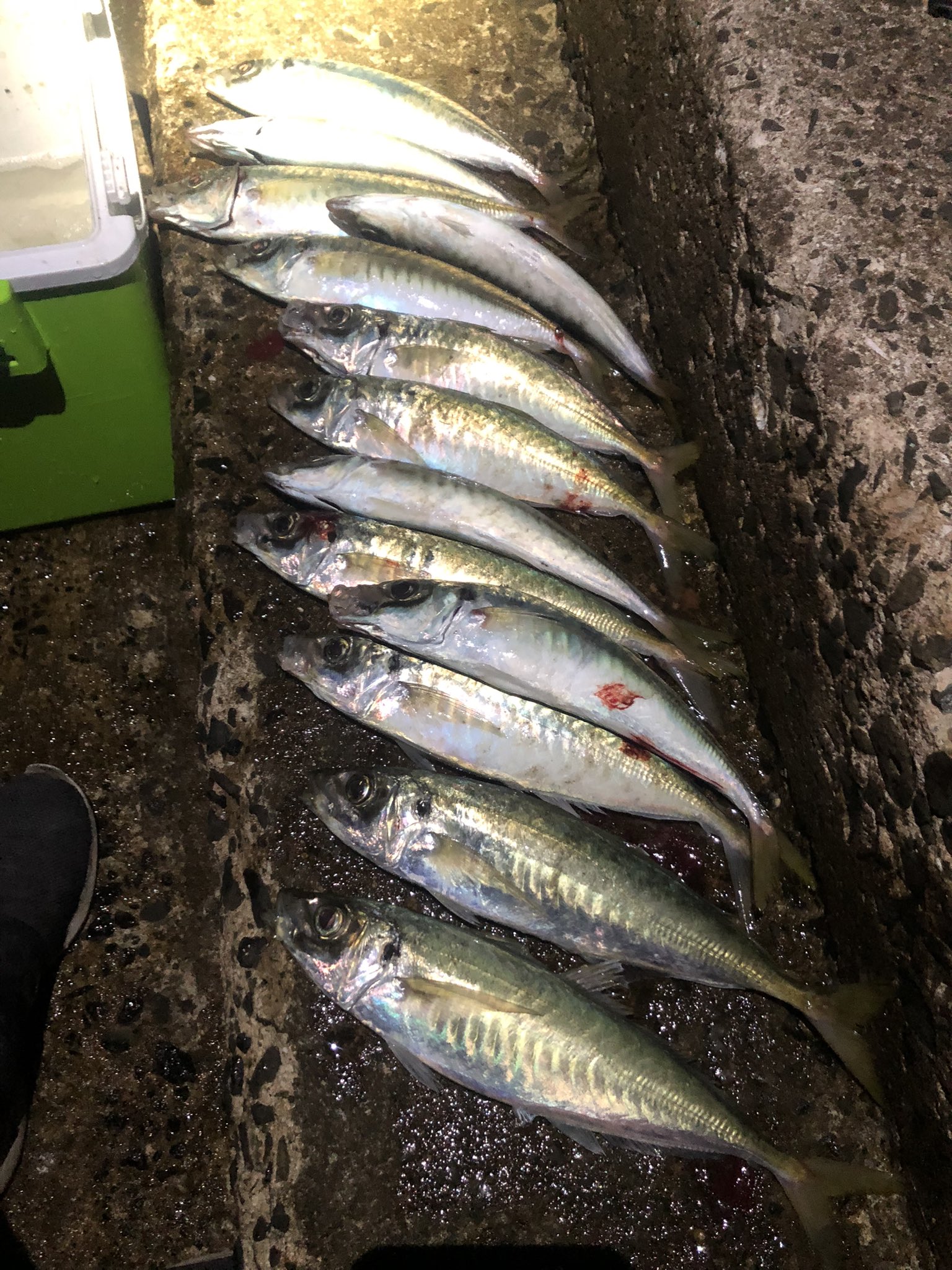 丸アジ Twitter Search Twitter