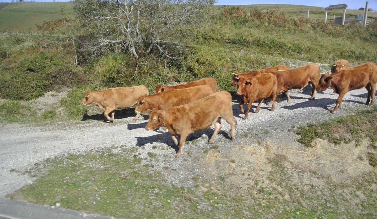 FarmaBlatnicka's tweet photo. Pozor krávy!
#Španělsko #Kantabrie #tradice #nostalgie #postaru #farmářnacestách #agrovýlet #agroturistika https://t.co/OvObRjaZiv