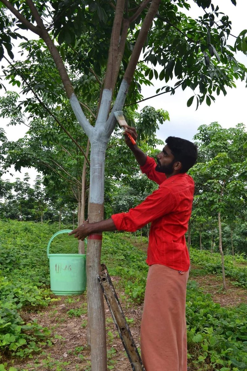 feedorgofficial's tweet image. Ph. 0481- 2353127 or Whatsapp 7994650941.  Email: training@rubberboard.org.in 

#rubberboard

#FEED #feedexports #FEEDSTARTUP