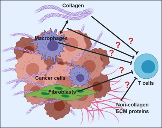 CCITdk's tweet photo. Postdoctoral position!
The Tumor-Stroma Matrix Immunology (TSMI) group led by @DanielHMadsen is seeking a postdoctoral researcher, to investigate the influence of the #tumor microenvironment/extracellular matrix on #immunotherapy. Click here https://t.co/lCyKvIgia8 #sciencejobs https://t.co/EELi5ERNEU