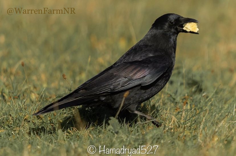 WarrenFarmNR tweet picture