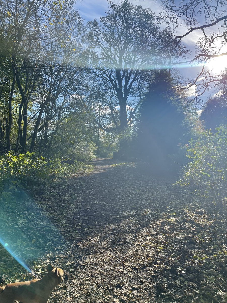 LauraBFaulkner's tweet photo. Beautiful walk today 🍂🍁☀️ https://t.co/0rLwFULZL8