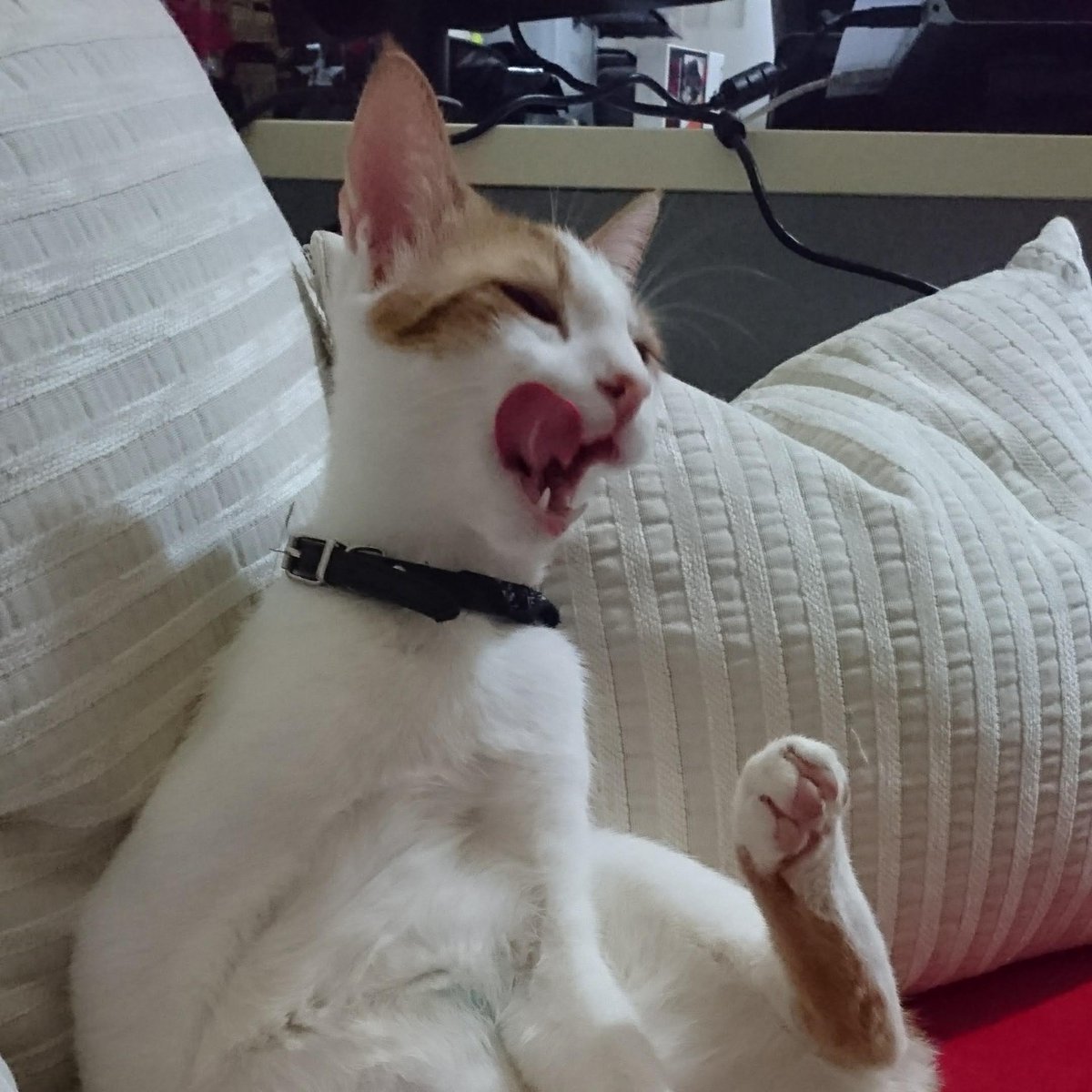 maniac_cup's tweet photo. I'm soooo beautiful🤣🥰#cats #CatsOfTwitter #beauty https://t.co/U8bcoHUxq8