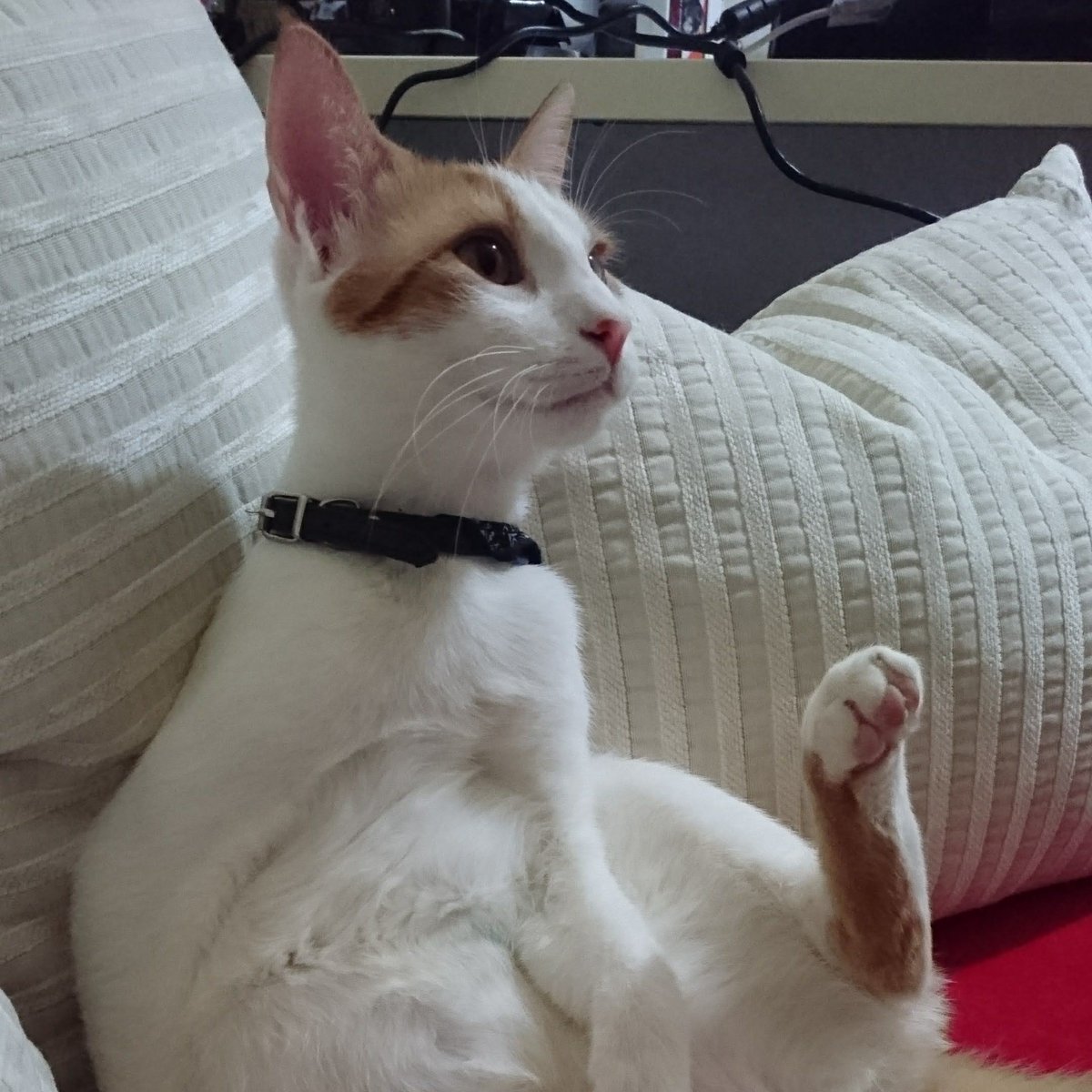 maniac_cup's tweet photo. I'm soooo beautiful🤣🥰#cats #CatsOfTwitter #beauty https://t.co/U8bcoHUxq8