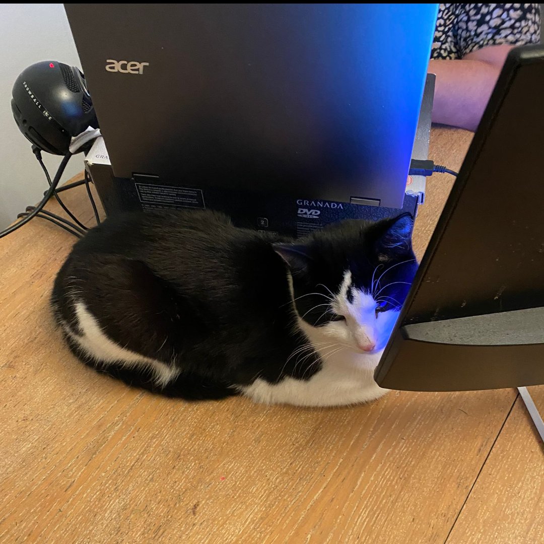 wendypeskett's tweet image. If anyone ever hears purring while I'm training this would be the reason! Every so often he pokes his head over the screen or round the side. 
Yes my laptop is on a box. Managed to break my laptop holder so improvised. #GoogleET #joysofhomeworking #CatsOfTwitter