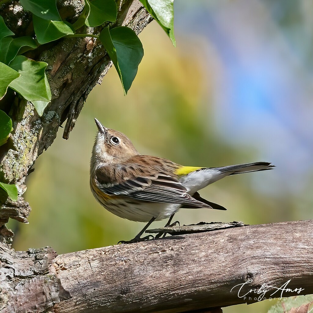 CorbyAmos's tweet photo. I call this "rumping" from a Yellow-rumped Warbler. Shot at quite a distance, but the crop turned out pretty good. Love the colors.
.
.
#birdphotography #birdwatching #birding #birdlovers #bird_brilliance #birds_adored #birds_captures #birdfreaks #nuts_… https://t.co/fpKQ2KrjKk https://t.co/Fe58rGst71