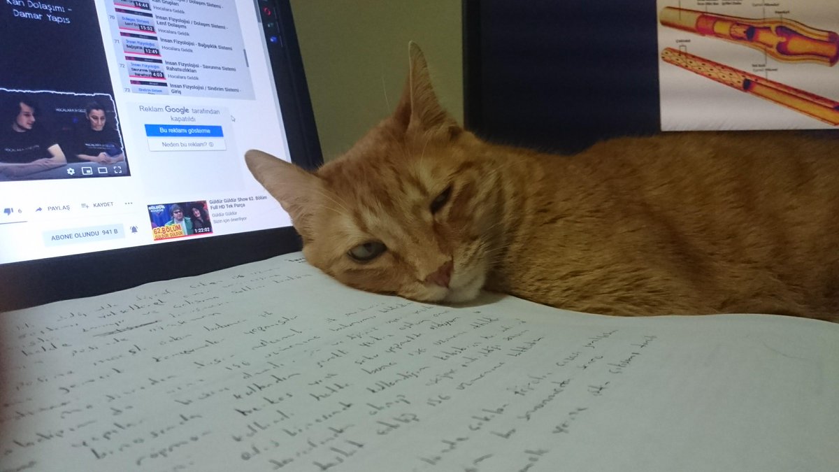 maniac_cup's tweet photo. I'm tired of working. it's sleep time💤💤💤#cats #sleeptime #workingfromhome #CatsOfTwitter https://t.co/x2EzcZ6017