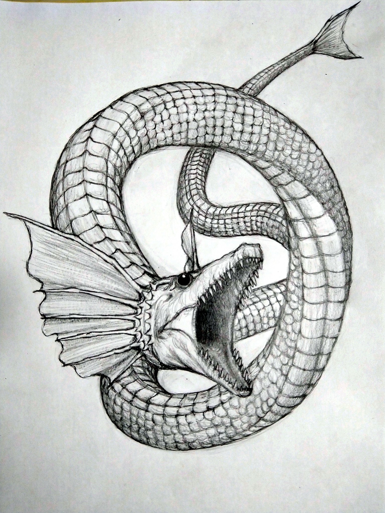 アンモナイト Awgcsga8brn0cjz Twitter