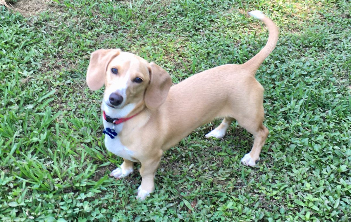 DesotoKennels's tweet photo. Someday . . . I shall write a book, or warning, on the character and temperament of the dachshund and why he can’t be trained and shouldn’t be. I would rather train a striped zebra to balance an Indian club than induce a dachshund to heed my slightest command. – – EB White https://t.co/XPIbf1cms1