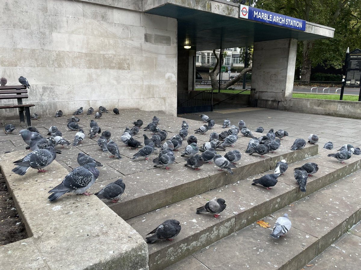 Gisli Jenkins tweet media