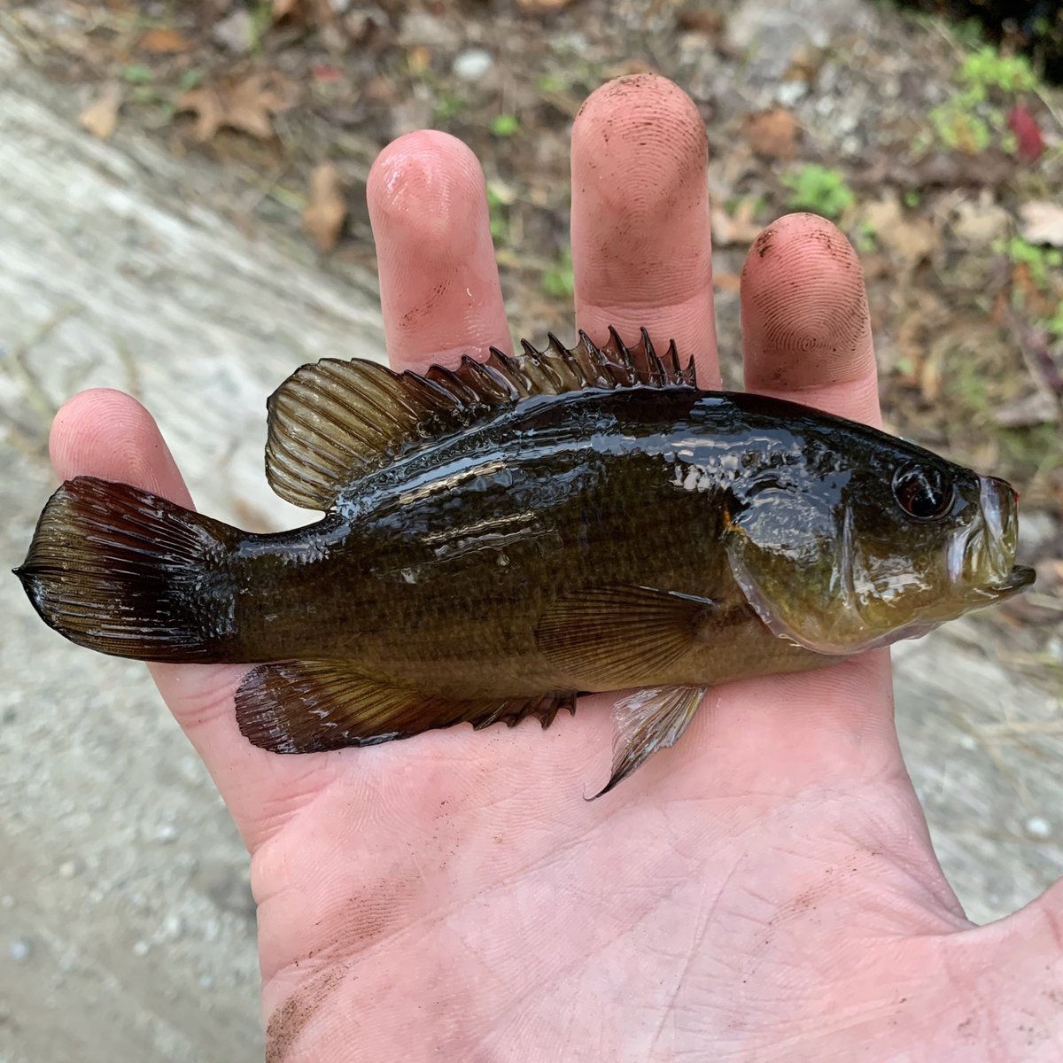 fstonefishes's tweet photo. the coolest sunfish https://t.co/DD1P6Ir73a