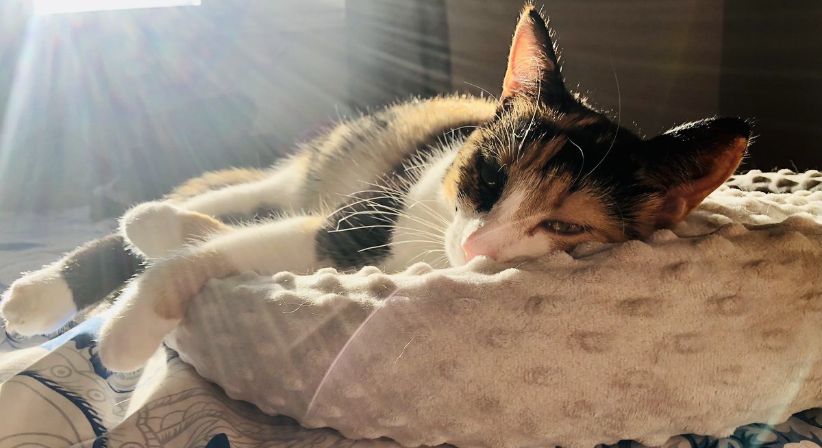 Erin_iTCoT's tweet photo. My coworker is not producing lately…#fwd50conf @fwd50 @fwd50conf #catsatwork #cat #pettherapy https://t.co/qi2WI2JAag
