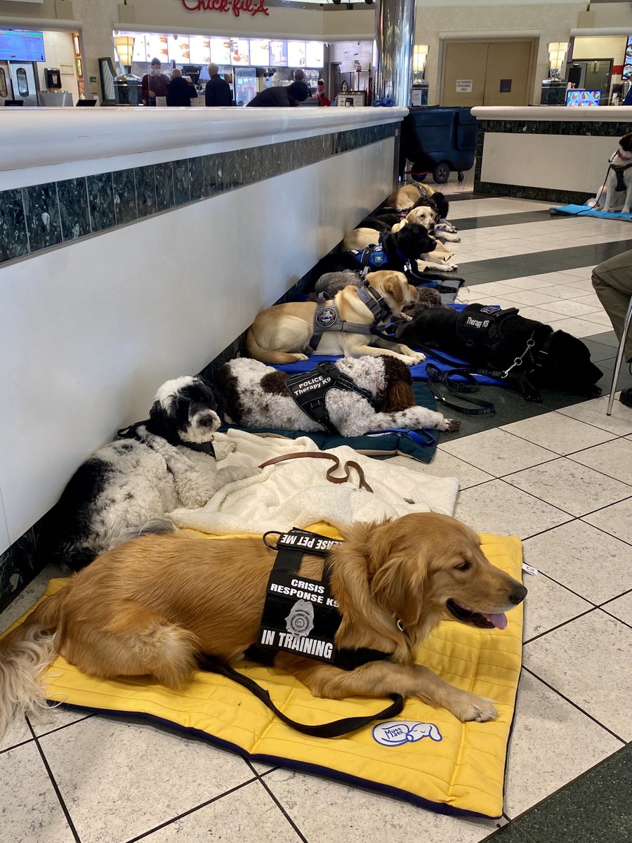 PSD_Stella's tweet photo. Meet K9 Therapy Dog Matt from IOWA. His room is right across from mine & we like to play when we are off duty. Don’t worry @hudsonandrex I still have eyes for you Rex! #ICrushRex #BFF #GoldenLove @FCSOTherapyK9 #K9Therapy
🐾Stella https://t.co/MefDKYoZux