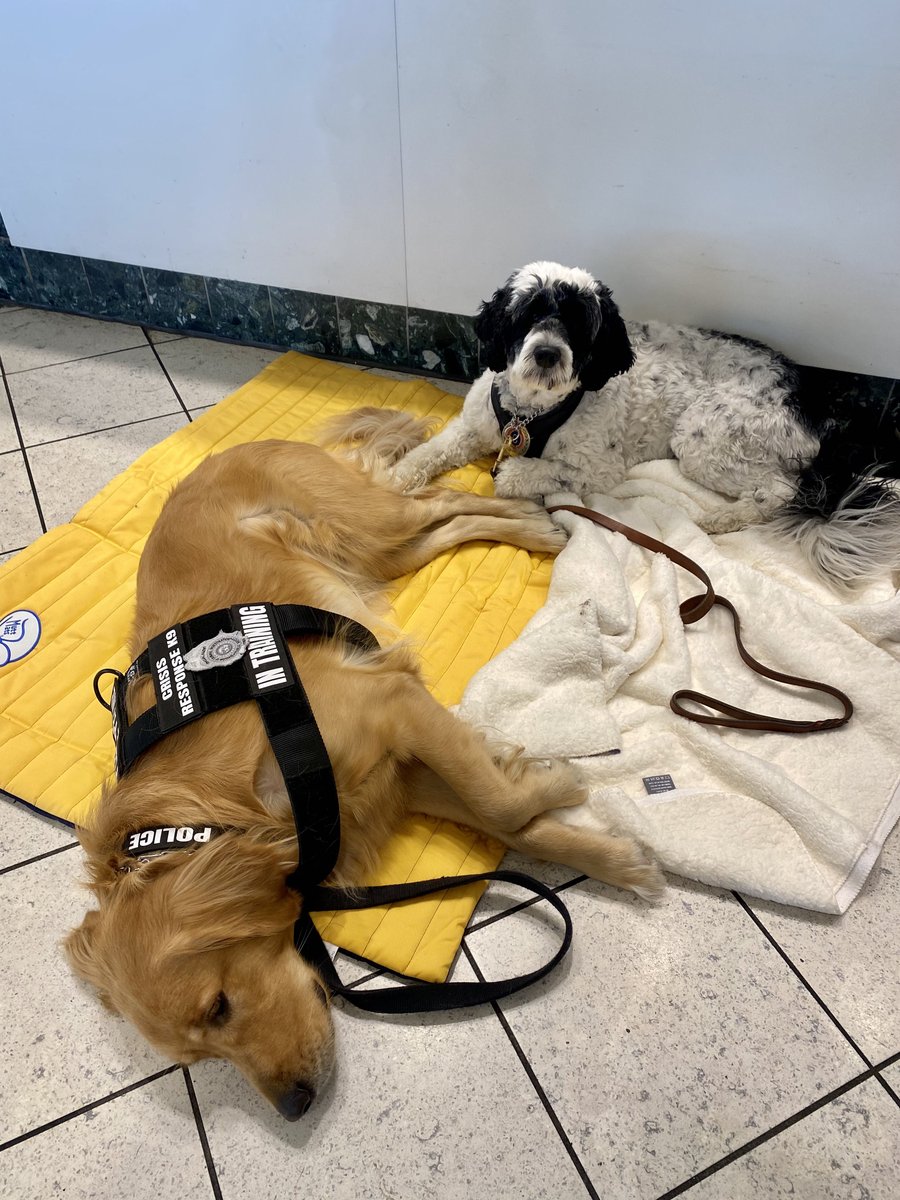 PSD_Stella's tweet photo. Meet K9 Therapy Dog Matt from IOWA. His room is right across from mine & we like to play when we are off duty. Don’t worry @hudsonandrex I still have eyes for you Rex! #ICrushRex #BFF #GoldenLove @FCSOTherapyK9 #K9Therapy
🐾Stella https://t.co/MefDKYoZux