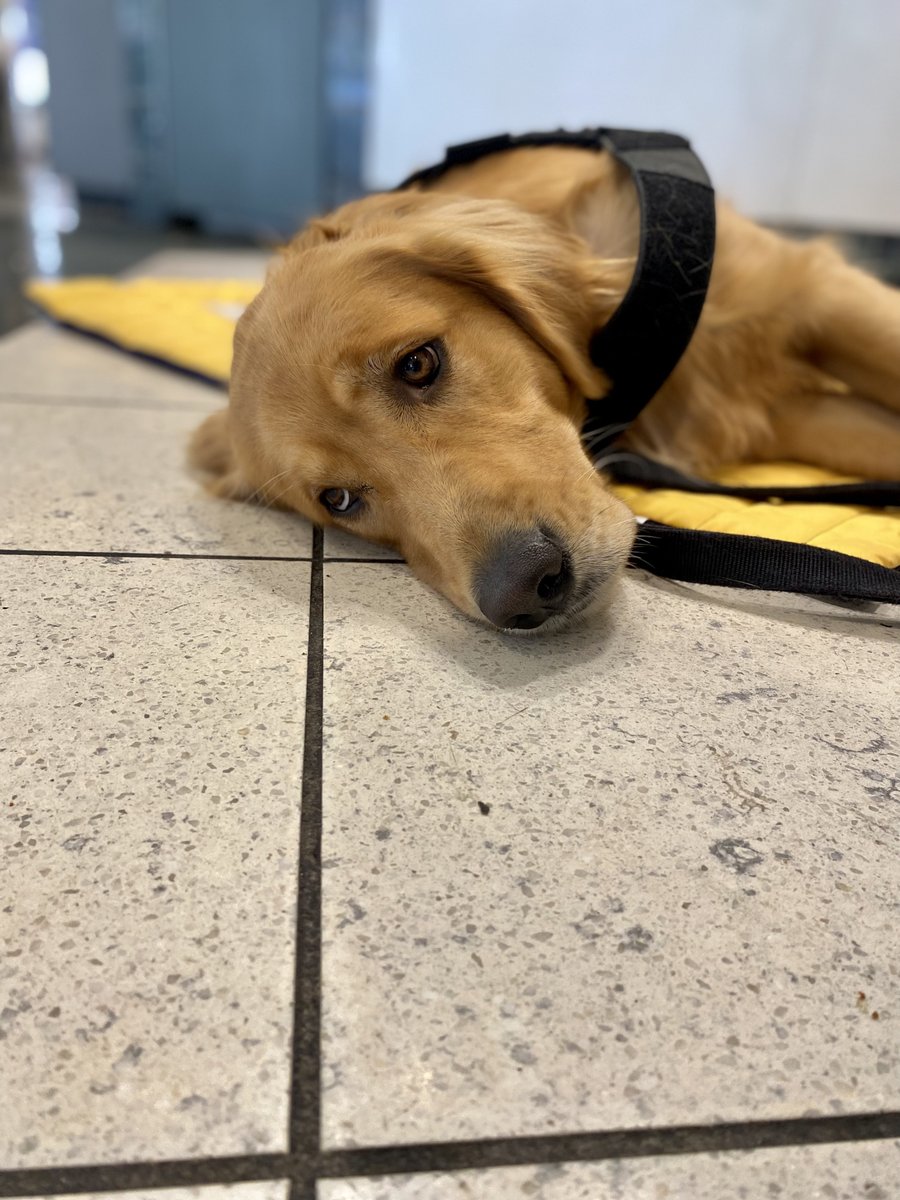 PSD_Stella's tweet photo. Meet K9 Therapy Dog Matt from IOWA. His room is right across from mine & we like to play when we are off duty. Don’t worry @hudsonandrex I still have eyes for you Rex! #ICrushRex #BFF #GoldenLove @FCSOTherapyK9 #K9Therapy
🐾Stella https://t.co/MefDKYoZux