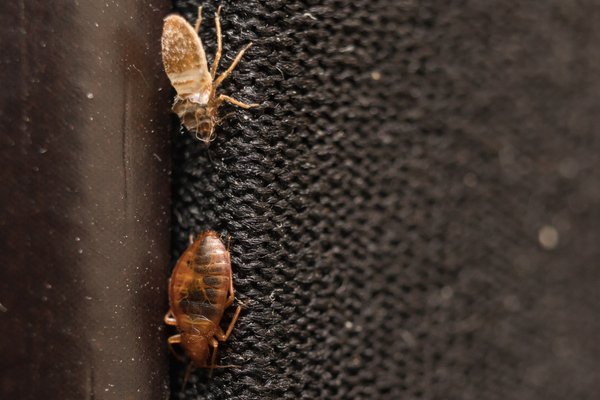 GriffinPest's tweet photo. PESTS TO WATCH OUT FOR WHEN TRAVELING

https://t.co/7aqkTpWAVk https://t.co/MqpIUyemKe