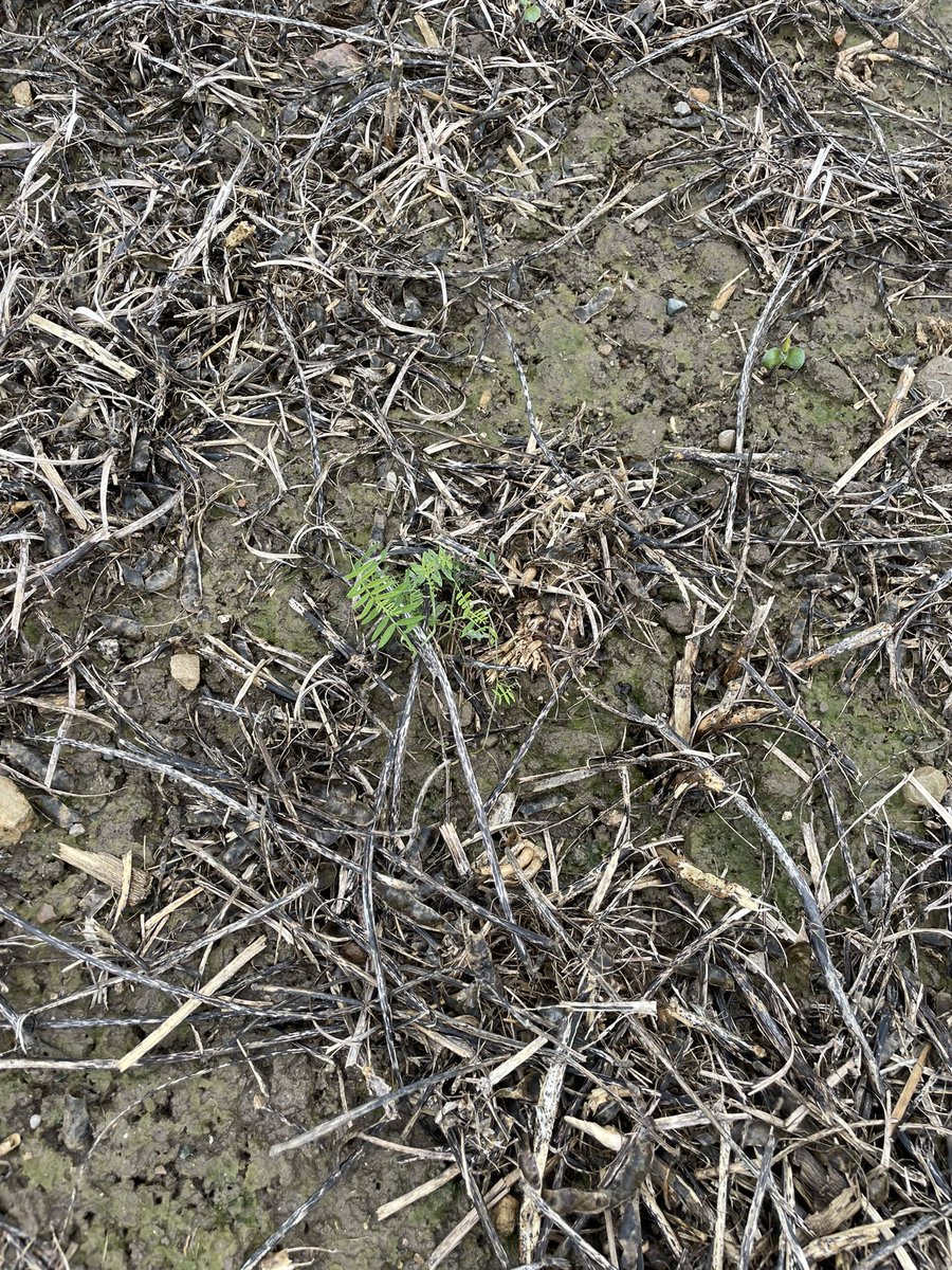 Our team has been busy soil sampling between rain and snow. We dry and grind all samples before submitting them to the lab to ensure a uniform sample. Sampling this time of year also helps to identify problem weeds and get a head start on next year’s chem programs!