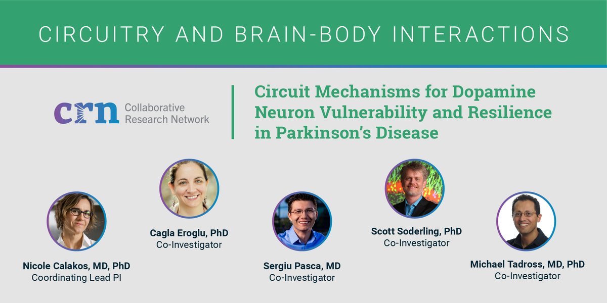 ASAP_Research's tweet photo. By studying how surrounding neuronal environment and circuit properties contribute to #PD, @NicoleCalakos and team will identify factors that promote resistance to cell death and create opportunities for intervention. #ASAPGrantees @c_eroglu @PascaStanford @miketadross https://t.co/C2mcCf9H1c