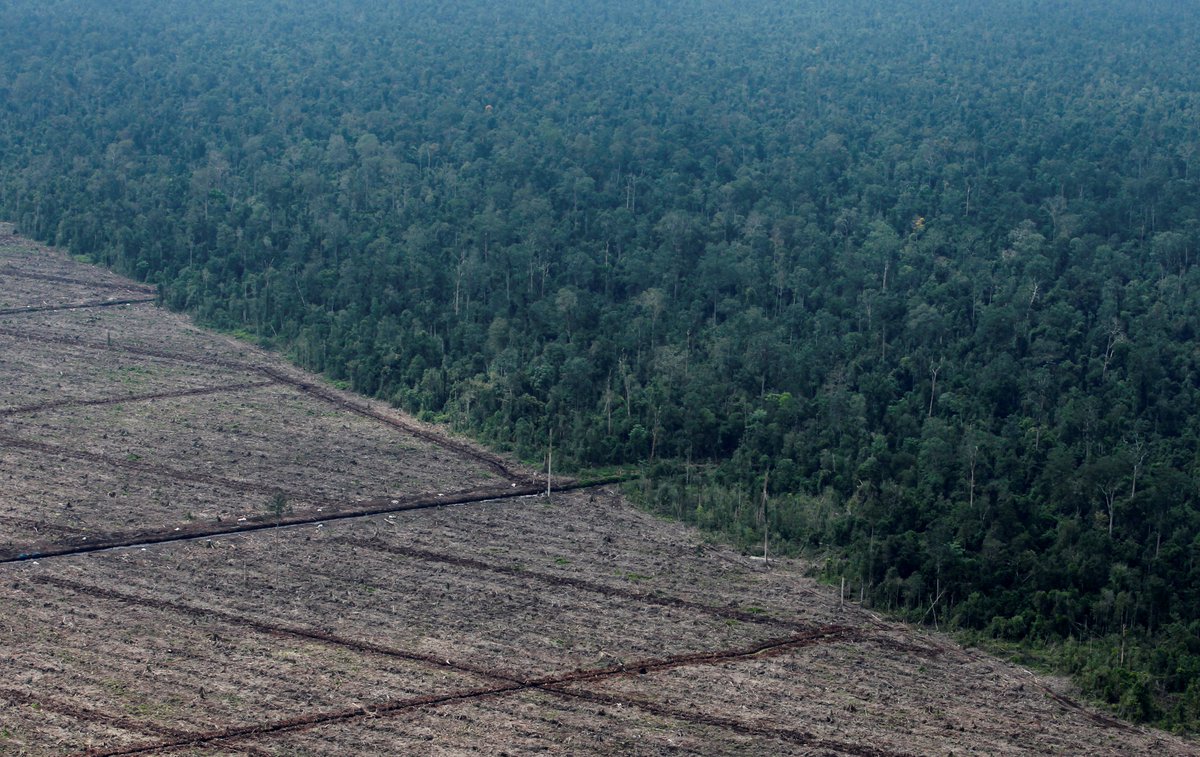 ajplus's tweet photo. Indonesia reversed a #COP26 pledge to end deforestation by 2030, calling the plan "inappropriate and unfair."

Indonesia is one of the world's worst deforesters, mostly due to the palm oil industry, and has lost 10% of its virgin forest — the size of Portugal — since 2001. https://t.co/wwCp0z3WVK