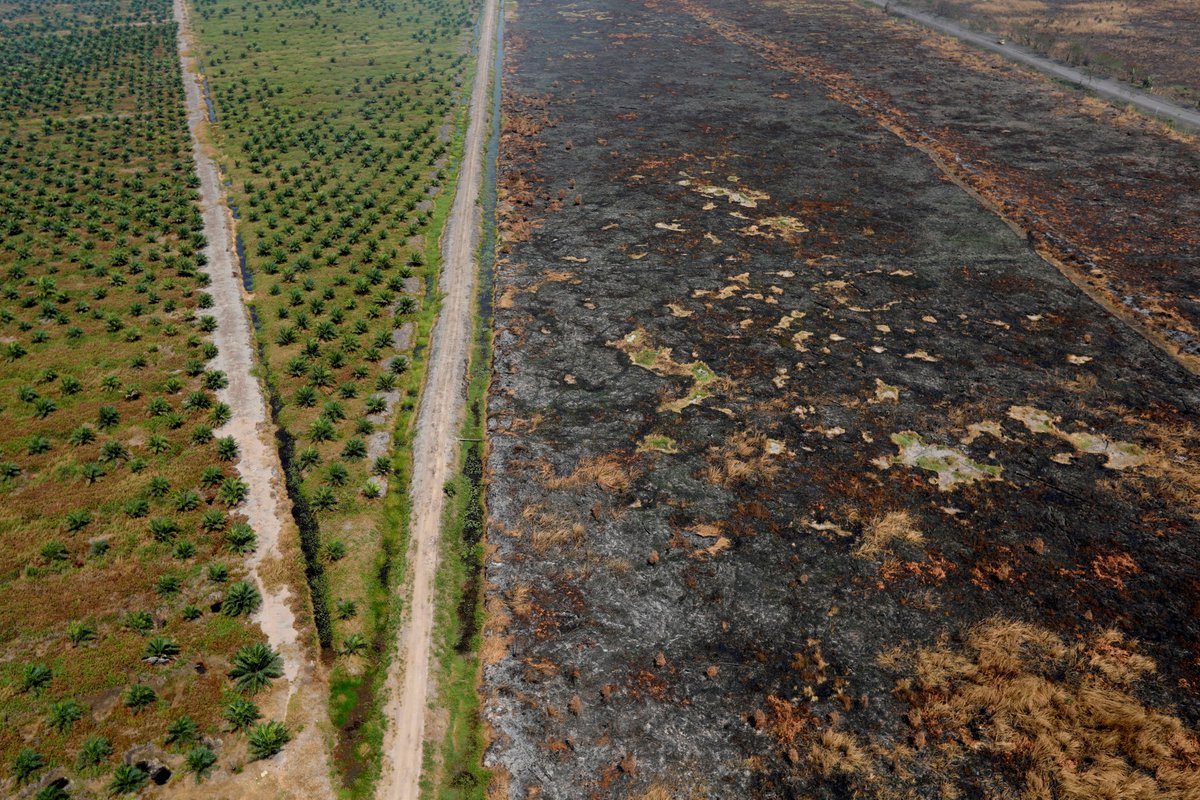 Indonesia reversed a #COP26 pledge to end deforestation by 2030, calling the plan "inappropriate and unfair."

Indonesia is one of the world's worst deforesters, mostly due to the palm oil industry, and has lost 10% of its virgin forest — the size of Portugal — since 2001.