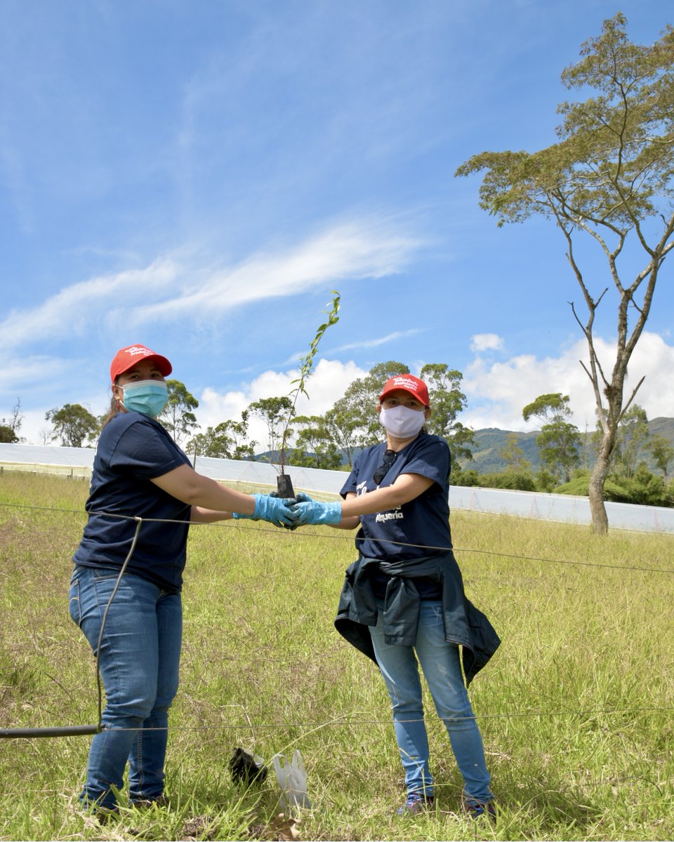 Freskaleche's tweet photo. ¡ Vivimos un día lleno de VIDA y alegría ! 🤩🌳 Fueron 200 plantas sembradas en Aguachica, 500 en Zapatoca, 54 manos voluntarias y muchos años de bienestar para nuestro planeta. 🌎😍 ¡ Nuestra huella es sembrar ! 💙 @COL_EJERCITO @AlcaldAguachica @alczapatoca https://t.co/rGWE0wPRSQ
