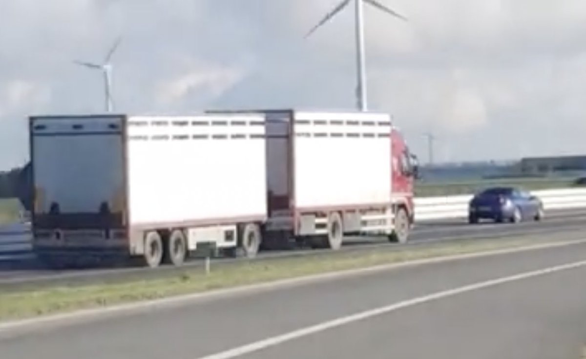 HELPOVP's tweet photo. 🛑🛑🛑Laatste #koniki uit de kraal NU naar de #slacht
🛑🛑🛑door Staatsbosbeheer
🛑🛑🛑met medewerking van o.a. PS Flevoland
🛑🛑🛑Zie films vrachtwagens en transport
🛑🛑🛑2021-11-04 om 15.01.37
* https://t.co/DGHgPnlsS0 
* https://t.co/1z2w5G5QZ4
🙏Dank filmers
@eddynagel2018 https://t.co/vGhsxoXmc8