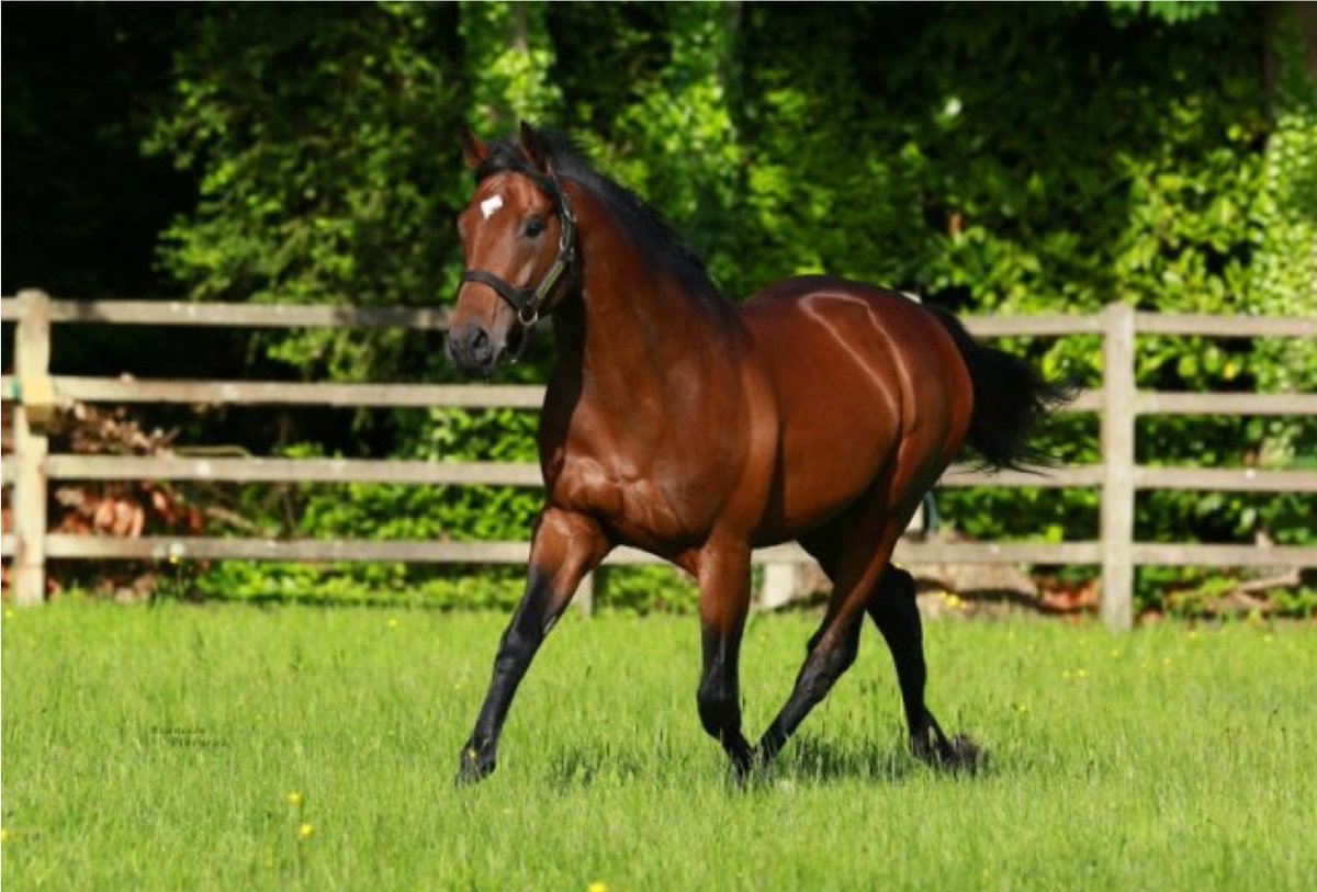 Fedeeleveurs's tweet image. 🍁𝑻𝒊𝒓𝒂𝒈𝒆 𝒂𝒖 𝒔𝒐𝒓𝒕 𝒅𝒆 𝒔𝒂𝒊𝒍𝒍𝒊𝒆𝒔 𝒅'𝑨𝒖𝒕𝒐𝒎𝒏𝒆  🍁
1er étalon proposé :
𝗔𝗡𝗢𝗗𝗜𝗡, fils d'#Anabaa et Born Gold (Blushing Groom),  né en 2010 
©Asuncion Pineyrua
👉Pour plus de renseignements : federationdeseleveursdugalop.fr 
#BreedInFrance #vivelelevagefrancais