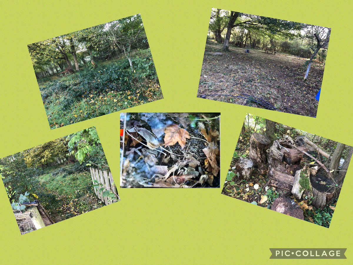 LlanvihangelPri's tweet photo. We are very excited today as our forest schools area is being transformed! The workmen have rescued some hedgehogs and made a special place for them to live. Big thanks to the workmen and Beth and Mia's Dad for organising it for us! #amcogiffen https://t.co/ejWiBYvfH1