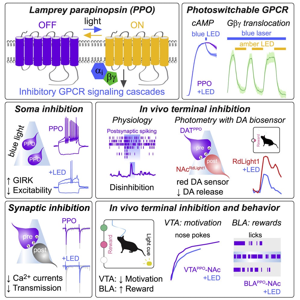 Addgene's tweet image. Plasmids from @mbruchas: A photoswitchable GPCR-based opsin for presynaptic silencing.
hubs.la/H0-jKZn0