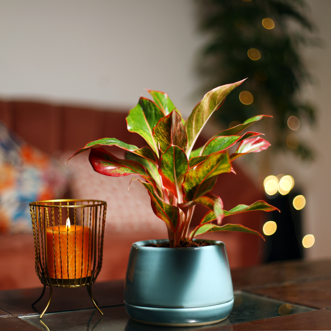 Nurturing_Green's tweet photo. Have a safe and green Diwali! Let's take a pledge to celebrate an eco-friendly Diwali this year and every year from now on. https://t.co/mDqbybjwjm