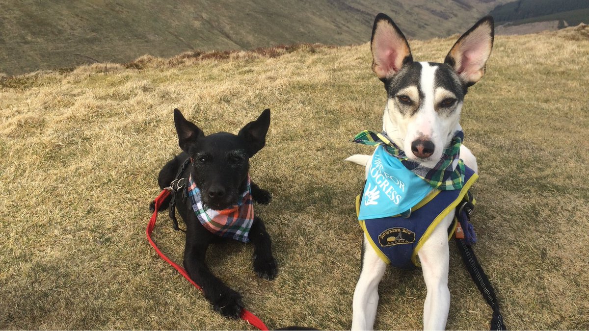 PawsforProgress's tweet photo. Great session yesterday with #ENABLEWorks at @leithacademy!
The Ambassadogs loved meeting a wonderful group of YP, showcasing their best tricks & getting to know their new group of friends💜@AlixB_ENABLE @JoinedUpforYP
#YPGuarantee #SteppingUp #PawsForProgress https://t.co/2lBXQIgp4t