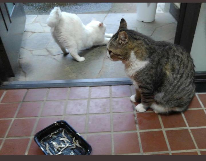 blessyi_goro711's tweet photo. 🐾今日のにゃんこ🐱🐾

お久しぶりですニャン😸

#いいおしりの日 
とのことで再掲ですが🙏白猫ハッピーのプリケツ堪能してください🍑

#地域猫 https://t.co/kdAYXTnzrC