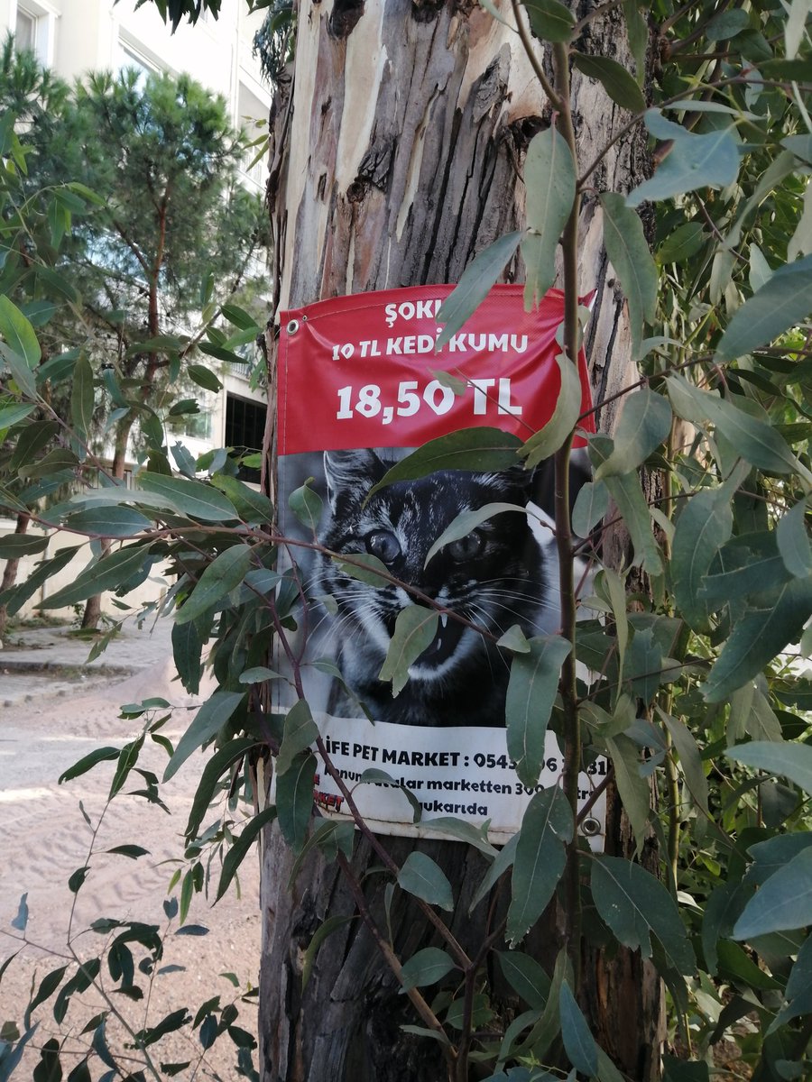 ecmzgl's tweet photo. ENFLASYONA İNAT ŞŞŞşOkKKK KAMPANYA!!! PATRON ÇILLLLLLDIRDIIIIII!!! 10 TL KEDİ KUMU SADECE 18.50 TL!!! https://t.co/jxTUrqAMSe