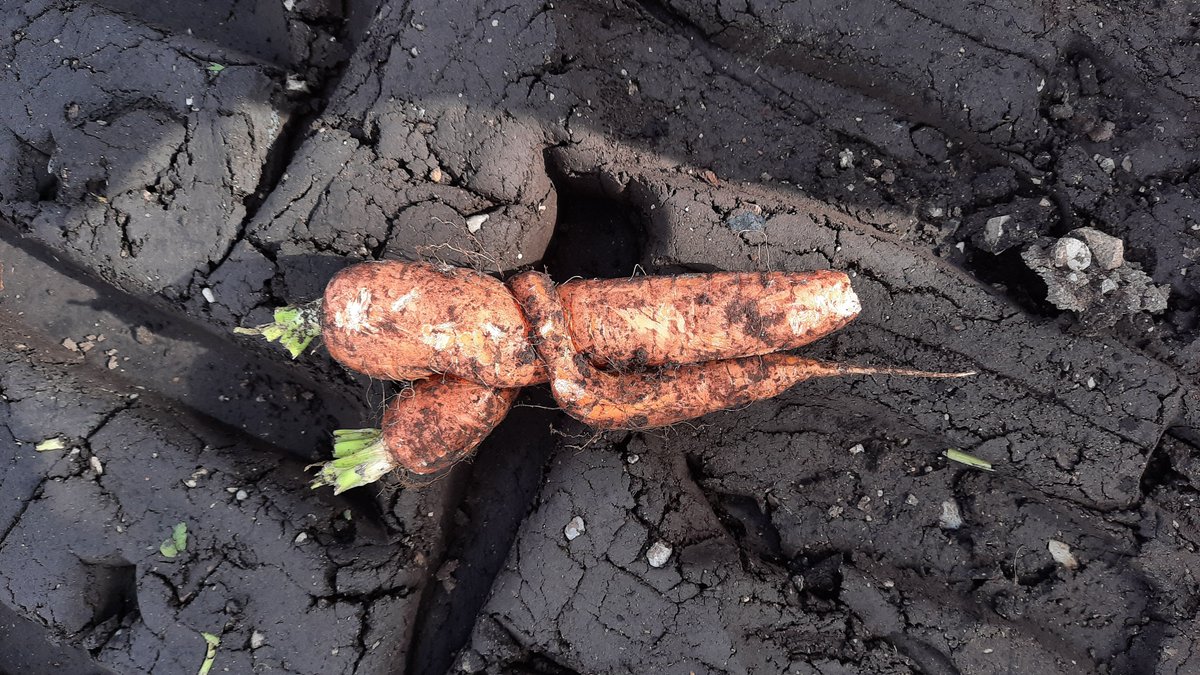 KorechiInnov's tweet photo. #RoamIO_HCT demonstration by @ag_haggerty at a Van Luyk carrot farm at the Holland Marsh.

With @HollandMarshGro @TheSandFarmer @naiotech @bradleyvanluyk @ian_d_mcdonald @SoilOptix 
#carrots #farmingtechnology #agtechnology #weedingrobot https://t.co/urOCjchmNR