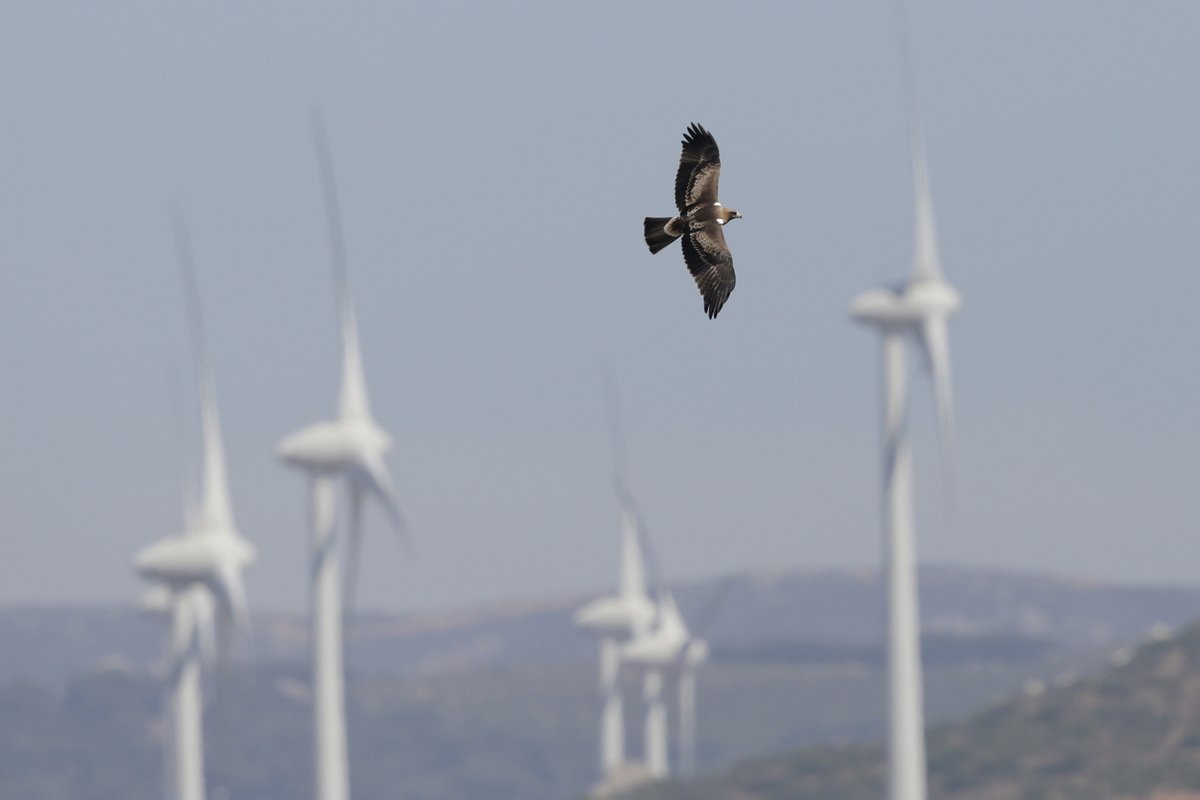SwiatOZE's tweet photo. 🌀🐦System chroni ptaki przed turbinami wiatrowymi❗️
Na należącej do @Grupa_PGE farmie wiatrowej rozpoczął się kolejny etap innowacyjnych testów.  Na czym polega technologia #Bioseco, która chroni życie i zdrowie zwierząt? ⬇️

🔗 https://t.co/PRr4btJrsY https://t.co/UR6DILnOZk