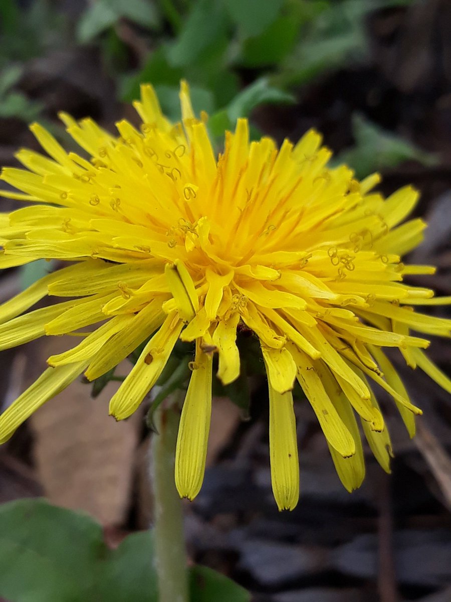 Eladio87743302's tweet photo. #miradas
#flor #silvestre
#beauty #inside
#anotherpointofview
#otropuntodevista
#details #photography #foto #nature #naturaleza #naturelovers #color #paraje #composición #creatividad https://t.co/kVRQP7GkZW
