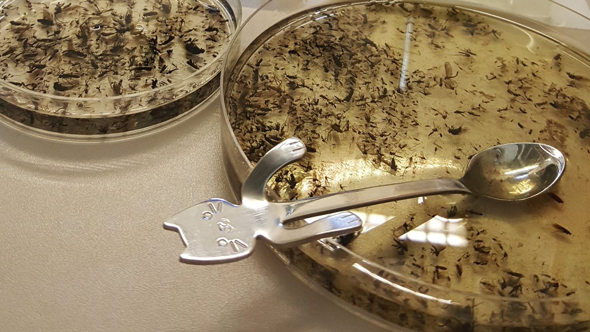ZFMK_Bonn's tweet photo. Hey #ento twitter: we wanna see your #malaise trap #spoons!!! :-D
we start with our https://t.co/3uMjJQZfNo. Student @sparvin17 investigating lower #Diptera from #Kintrishi #LesserCaucasus within #CaBOL @Leibniz_LIB #Bonn ... her lovely #spoon moved over 22k #gnat specimen... :p https://t.co/QDlsqfwBVE