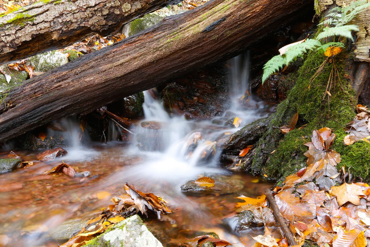 costamark2's tweet photo. My place to get away from everything...yesterday's scene in Worthington State Forest:
@NewJerseyDEP @DelWaterGapNPS @njhiking @NJGov #FallforNJ @nature_NJ #Autumnvibes https://t.co/LKHLxkys0G