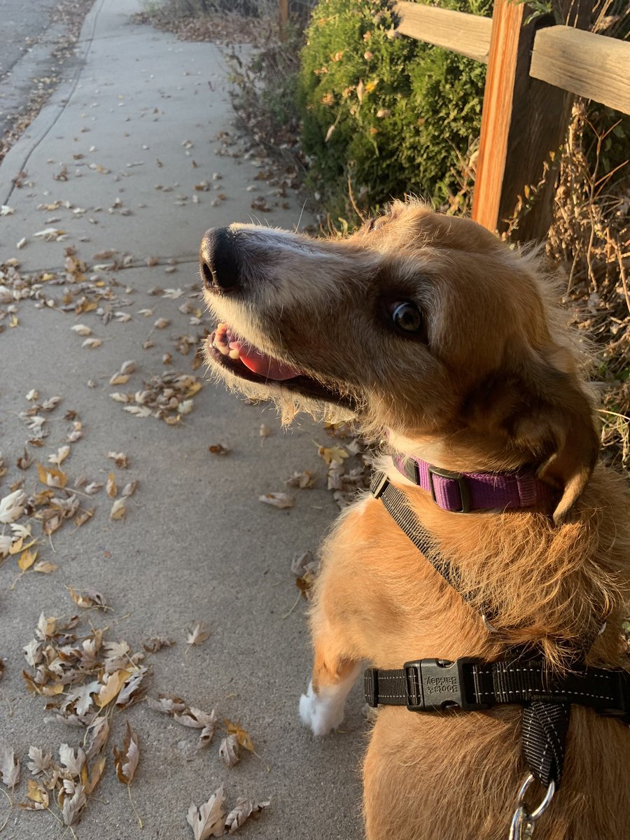 felicipee's tweet photo. gonna have a viewing party where everyone can come over and just spend time with my dog. no other events will occur. just luci and good vibes. https://t.co/f7Go4d1oR5
