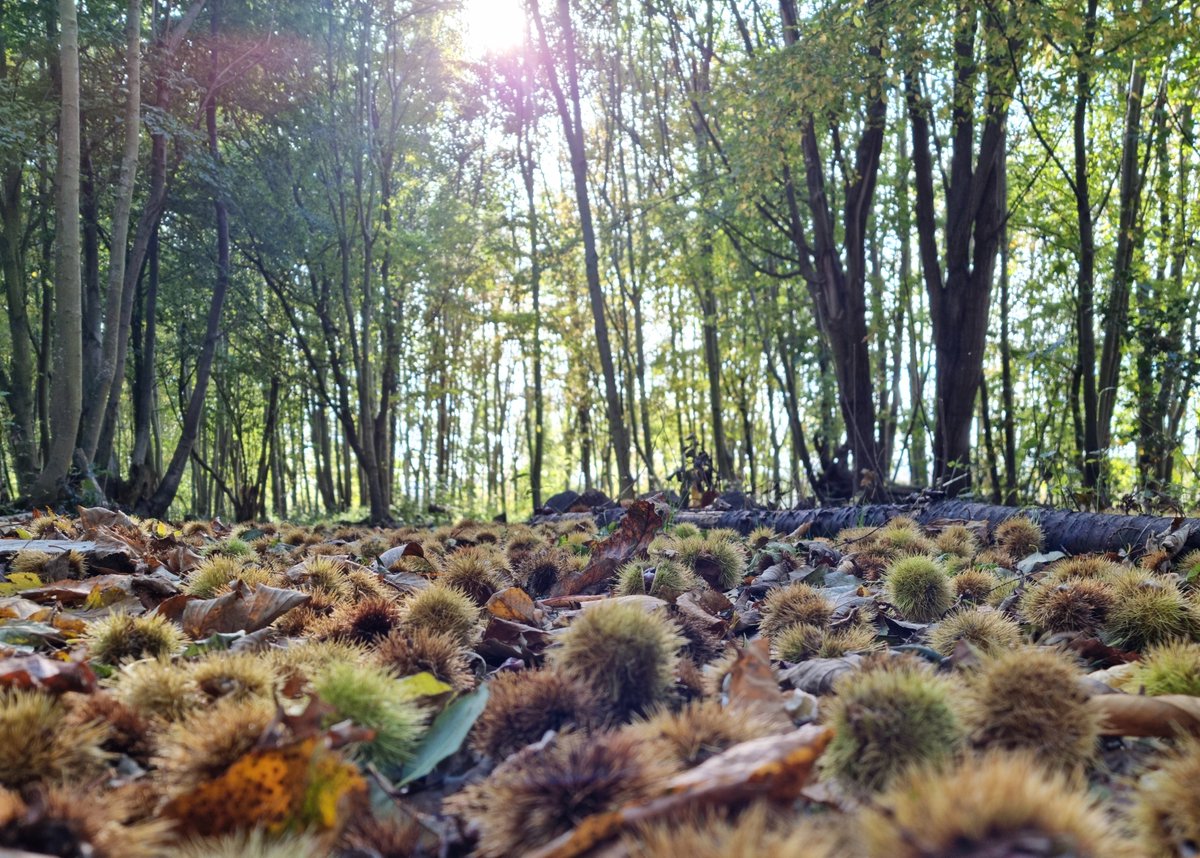 kenwardtrust's tweet photo. It looks like #autumn has definitely arrived at #Kenward 🍂🍁🌰
#chestnuts #conkers #horsechestnuts #autumnal #afternoonwalk #woodland #breathe #andrelax #quietcontemplation https://t.co/dXYsIiUUWq
